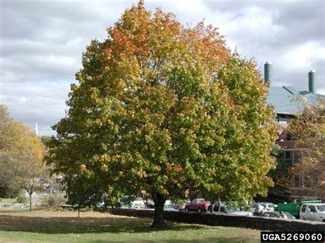 norway maple scientific name